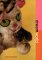 Dreamworld cover