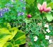 Creating a Perennial Garden in the Midwest cover