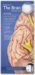  Anatomy of the Brain Study Guide: A Folding Self-Testing Guide of Illustrated Pocket Anatomy