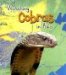 Watching Cobras in Asia cover