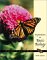 Explorations in Basic Biology cover