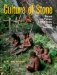 Culture of Stone : Sacred and Profane Uses of Stone Among the Dani cover
