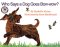 Who Says a Dog Goes Bow-Wow cover