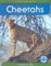 Cheetahs cover