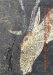Ropes to God : Experiencing the Bushman Spiritual Universe cover
