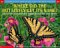 Where Did the Butterfly Get Its Name : Questions and Answers About Butterflies and Moths cover