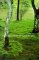 The Language of Landscape cover