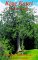 King Kauri : Tales & Traditions of the Kauri Country of New Zealand cover