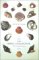 Shell Collector cover
