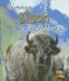 Watching Bison in North America cover