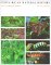  Costa Rican Natural History