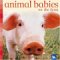 Animal Babies On The Farm cover