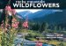 Rocky Mountain Wildflowers cover