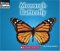  Monarch Butterfly