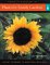 Cassell's Directory of Plants for Family Gardens : Everything You Need to Create a Garden cover