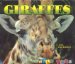 Giraffes cover