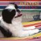 Japanese Chins 2000 Calendar cover