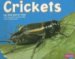 Crickets cover