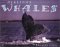 Adelina's Whales cover
