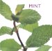 Mint cover