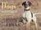 Hunting Dogs : A Photographic Tribute cover