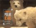 A Pair of Polar Bears : Twin Cubs Find a Home at the San Diego Zoo cover
