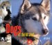 Dogs of the Iditarod cover