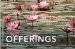 Offerings : Buddhist Wisdom for Every Day cover