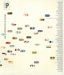  Vitamin P: New Perspectives In Painting