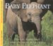 Baby Elephant cover
