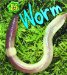 Worm cover