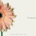 Flowers cover