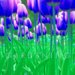 The Spirit Of Gardening cover