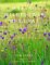 Making Wildflower Meadows cover