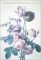 The Floral Art of Pierre-Joseph Redoute cover