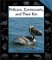 Pelicans, Cormorants and Their Kin cover