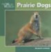 Prairie Dogs cover