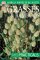 Grasses & Bamboos: American Horticultural Society Practical Guides