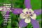 Familiar Flowers of North America : Western Region cover