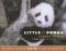Little Panda : The World Welcomes Hua Mei at the San Diego Zoo cover
