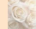 Wedding Photo Album cover