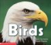 Birds cover