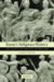  Rome's Religious History: Livy, Tacitus and Ammianus on Their Gods