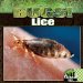 Lice cover