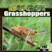 Grasshoppers cover