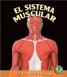 El Sistema Muscular/ The Muscular System [Click for larger image]