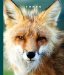 Foxes cover