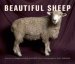 Beautiful Sheep : Portraits of Champion Breeds cover