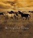 The Forgotten Horses cover