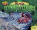 Bloody Horned Lizards cover